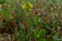 Trifolium campestre