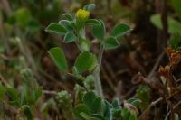 Medicago minima