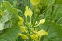 Aristolochia clematitis