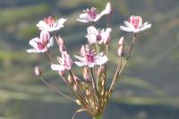 Butomus umbellatus