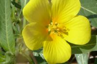 Ludwigia grandiflora