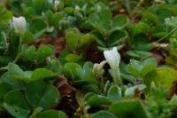 Trifolium subterraneum