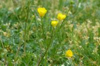 Ranunculus bulbosus