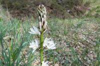 Asphodelus albus