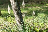Asphodelus albus