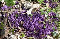Lathraea clandestina