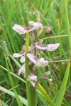 Anacamptis morio