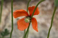 Papaver dubium