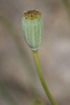 Papaver dubium