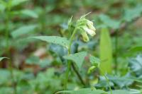 Symphytum tuberosum