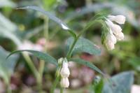 Symphytum tuberosum