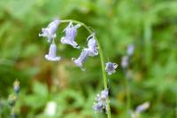 Hyacinthoides non-scripta