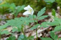 Anemone nemorosa