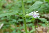 Melittis melissophyllum