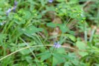 Euphorbia dulcis