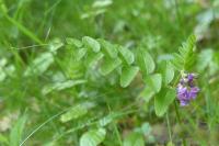 Vicia sepium