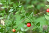 Ruscus aculeatus