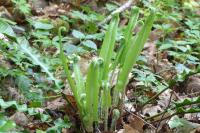 Asplenium scolopendrium