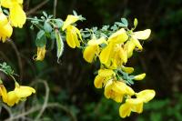 Cytisus scoparius