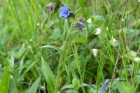 Pulmonaria longifolia