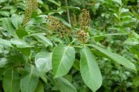 Prunus laurocerasus