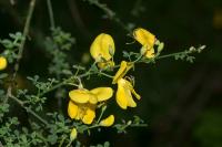 Cytisus scoparius