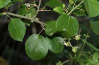 Prunus mahaleb