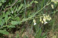 Silene vulgaris