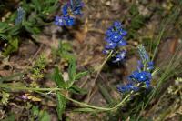 Veronica teucrium