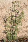 Linaria simplex