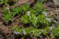 Sherardia arvensis
