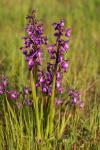 Anacamptis morio