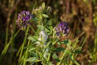 Medicago sativa