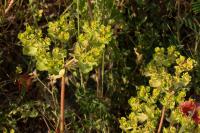 Euphorbia helioscopia