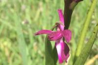 Anacamptis laxiflora