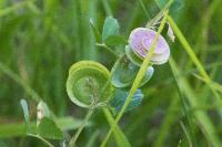 Medicago orbicularis