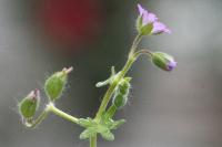 Geranium molle