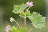 Geranium rotundifolium