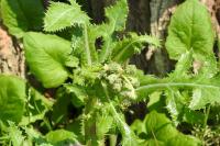 Sonchus asper