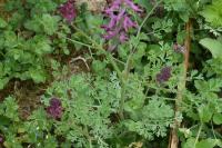 Fumaria officinalis