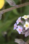 Myosotis discolor