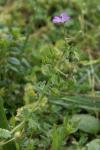 Geranium molle