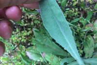 Lapsana communis