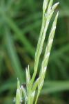 Glyceria fluitans
