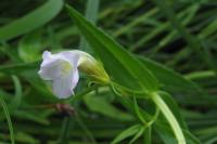 Gratiola officinalis