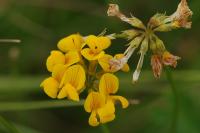 Hippocrepis comosa