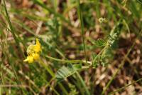 Hippocrepis comosa