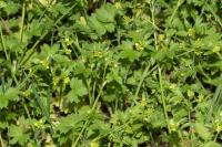 Ranunculus parviflorus