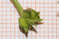 Ranunculus parviflorus