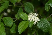 Cornus sanguinea